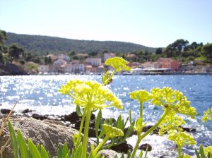 flower, flower background, sea, beautiful flowers, beach, flower wallpaper, by the sea, summer, nature, backlighting, plants, water, adria, mali losinj